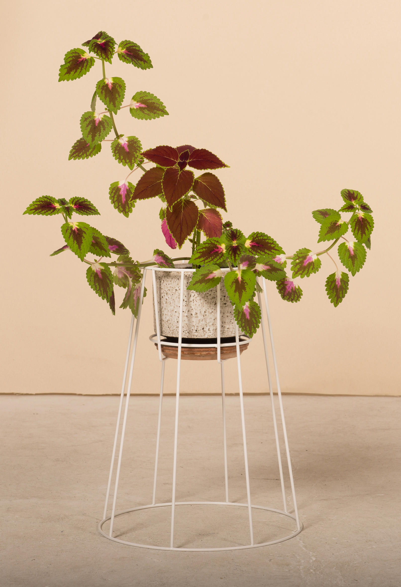 篮球比赛下注平台 - 附件|花器|办公家具|设计师家具|西布莉植物架