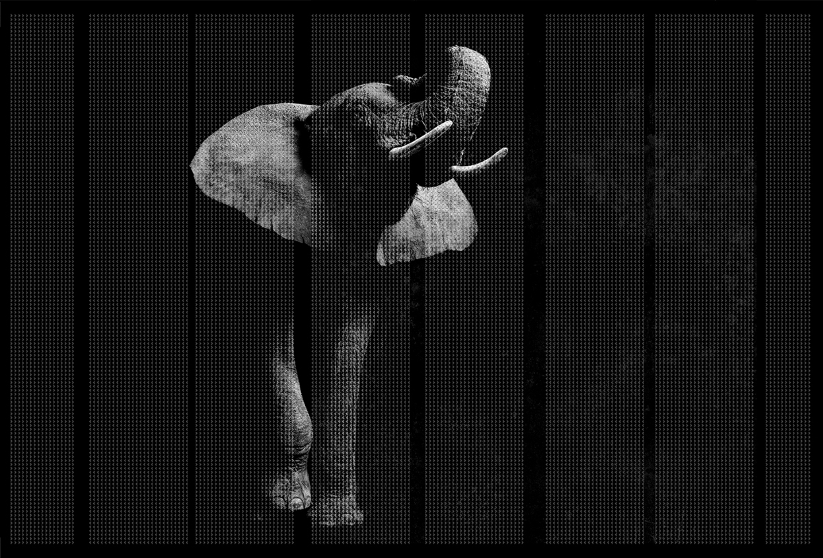 [篮球比赛下注平台 - 附件|装饰画/墙饰|办公家具|设计师家具|非洲-原创定制壁画]